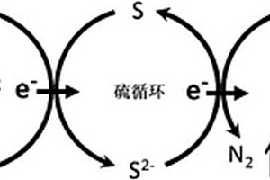 用于生物废水处理的单质硫内循环‑SANI(ISC‑SANI)工艺