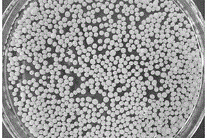 利用氨基保护—改性—释放法制备的多孔壳聚糖凝胶球降解废水中橙黄II的方法