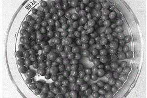 利用酒石酸改性平菇制备的凝胶小球去除废水中六价铬的方法