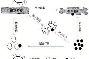 利用生物质-微生物协同去除废水中镉的方法