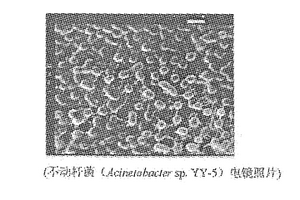 脱氮不动杆菌及其降解废水中氨氮的方法