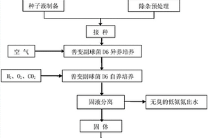 一株善变副球菌及用于高氨氮废水处理副产单细胞蛋白的方法