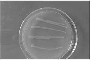 芽孢杆菌及其制备高效铅锌废水絮凝剂的方法