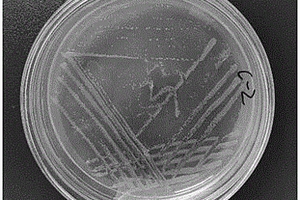 铜绿假单胞菌及其菌剂和在有机氮废水生物强化降解中的应用