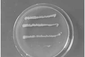 蜡样芽孢杆菌及其制备高效铅锌废水絮凝剂的方法