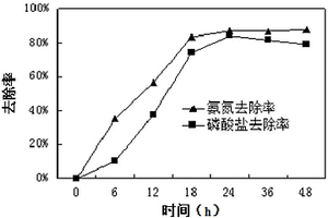 一株高盐异养硝化-好氧反硝化除磷的小短杆菌及其在废水处理中的应用