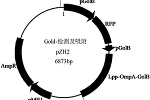 金离子检测及吸附系统及其宿主菌、金离子回收方法