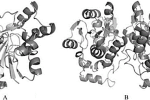 蛋白酯酶E8及其表达纯化、晶体结构和应用