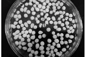 重组HcMT基因工程菌剂及其在吸附废水中Cu<Sup>2+</Sup>的应用