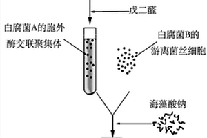 新型共固定化白腐菌凝胶颗粒