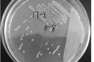 耐盐地衣芽孢杆菌A-A2-10的培养方法及应用