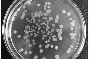 巴利阿里假单胞菌FX-1及其应用