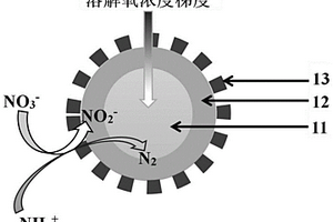 短程反硝化耦合厌氧氨氧化的复合颗粒及其制备方法和应用