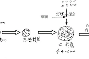 细菌载体颗粒的制作方法