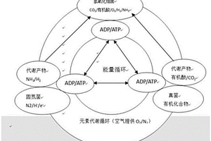 基于氢氧化细菌的联合微生物固氮制剂及其制备方法