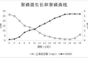 不动杆菌CL05及其在村镇污水除磷处理中的应用