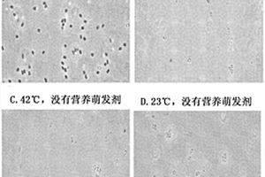 富含营养的萌发剂组合物及孢子培养方法