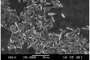 一株希瓦氏菌ST2及其在偶氮染料降解中的应用