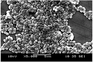一株粪肠球菌ST5及其在偶氮染料降解中的应用