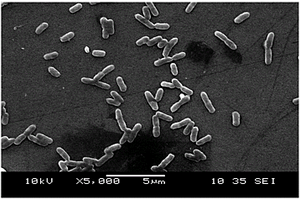 一株双酶梭状芽孢杆菌ST12及其在偶氮染料降解中的应用