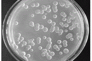 类芽孢杆菌产生的微生物絮凝剂及其应用