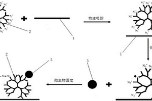 基于超支化重氮盐的微生物的固定化方法