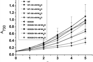提高集胞藻PCC6803铵盐耐受能力的方法与应用