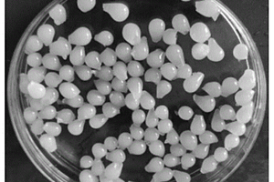 类芬顿试剂型的非液态催化剂及其制备方法和应用