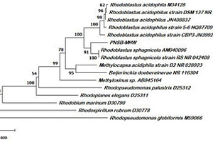 Rhodoblastus sphagnicola耦合微生物菌肥及其制备和应用