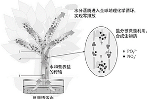 微藻拟植物用于处理反渗透浓水的系统