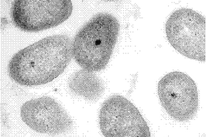 一株兼性厌氧反硝化细菌及其在水体生物脱氮中的应用