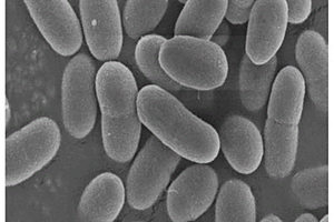 微小杆菌及其应用