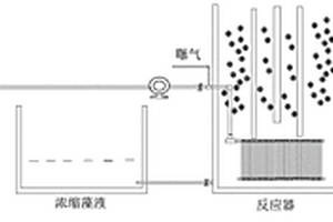 基于膜曝气和膜浓缩的高密度微藻生物膜反应器及其藻培养方法