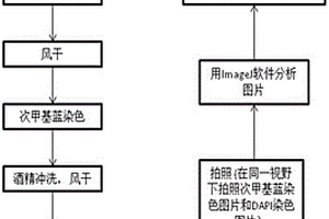 污水处理厂聚磷菌的快速定量方法