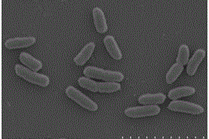 纤维单胞菌及其制备微生物絮凝剂的方法和应用
