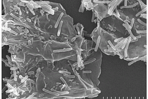 负载脱氮副球菌的改性氧化石墨烯复合材料及其制备方法和用途