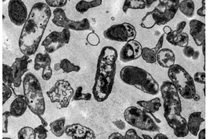 磁性生物质炭-季鏻盐杀菌材料、制备及使用方法