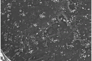 壳聚糖负载二氧化钛复合材料的制备方法及应用