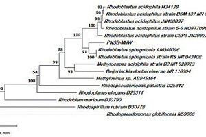 Rhodoblastus sphagnicola耦合复合菌剂及其应用