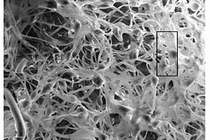 氮修饰纳米二氧化钛和黄孢原毛平革菌复合吸附剂及其制备方法和应用