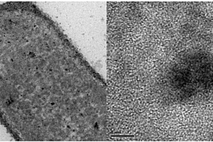 微生物负载型铂钯合金纳米催化剂在对硝基苯酚或偶氮染料催化降解中的应用