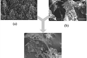 纳米氧化铜‑聚乙烯醇基海绵材料固定化细菌的制备方法及应用