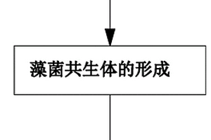 处理沼液的菌藻共生系统及其应用