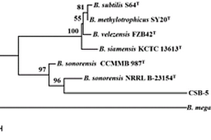 一株索诺拉沙漠芽孢杆菌及其筛分培养方法和应用