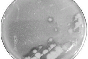 一株副短短芽孢杆菌Gxun-20及其应用