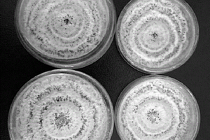 干巴菌菌种的分离培养方法