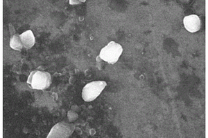 壳聚糖-无机金属离子复合微球吸附剂的制备方法及应用