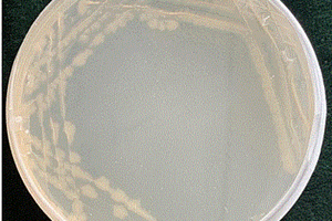 热反硝化地芽孢杆菌HX-4及其生产纤维素酶的方法和应用