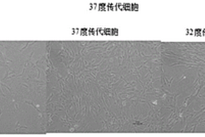 间充质干细胞分泌提取物的用途、间充质干细胞分泌提取物及其制备方法