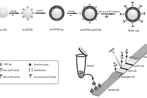 表面增强拉曼散射结合免疫层析技术检测轮状病毒的方法